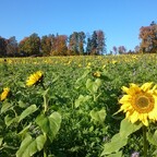 Sonniger Sonntagsspaziergang